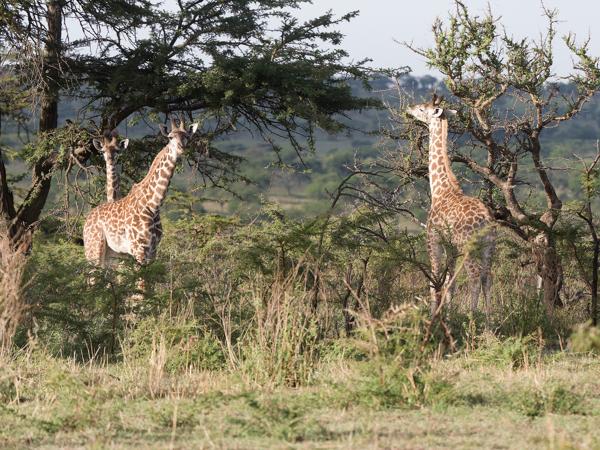 <h3><a href="/trips/tanzania/biota/animalia/chordata/mammalia/artiodactyla/giraffidae/giraffa camelopardalis/giraffa camelopardalis-nl.html">Giraffa&nbsp;camelopardalis</a> / Giraffe / Giraffe</h3>OM-1 Mark II met OLYMPUS M.150-400mm F4.5, 1/2000 sec  bij F4.5, ISO 1000, afstand 80.9&nbsp;m